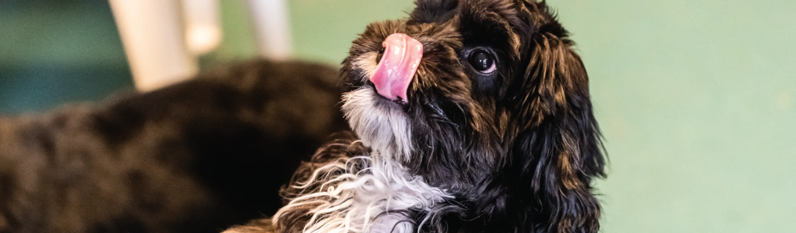 Dog with Tongue Out 